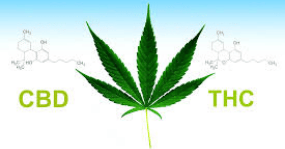 CBD vs THC: Key Differences and Legal Status in 2025