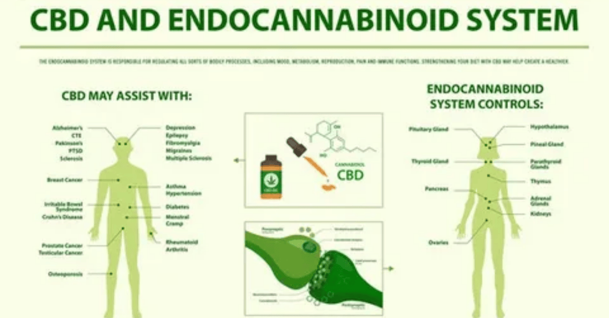 How CBD Interacts with Your Endocannabinoid System